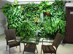 福州專業(yè)的墻體美化裝飾公司哪家好？附苗木裝飾搭配建議