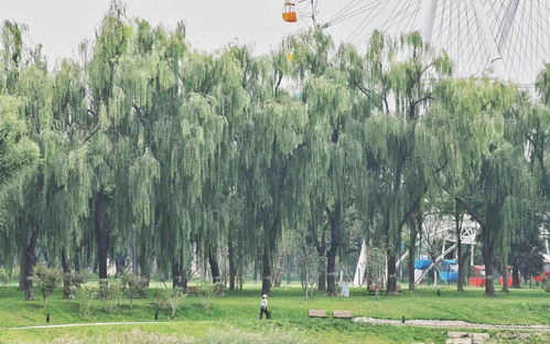 城市綠心再添新景 北京龍?zhí)吨泻珗@“十一”前免費(fèi)開(kāi)放，園林綠化工程進(jìn)入沖刺階段