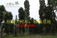 香樟、桂花與皂角 成都千蜀園林的臻選苗木養(yǎng)護管理技巧